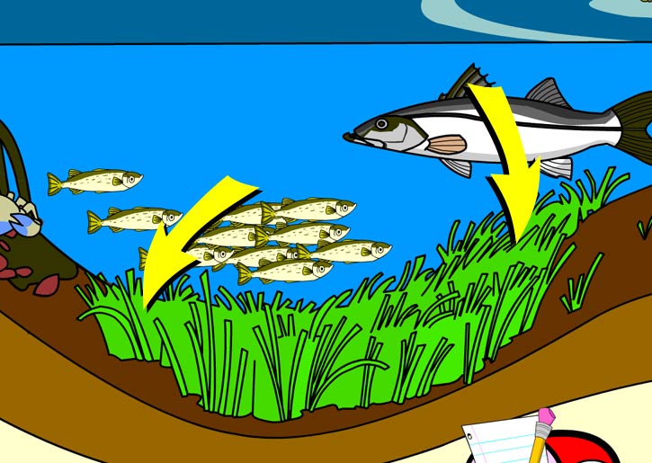 Illustration of producers in this habitat