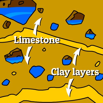 Illustration of producers in this habitat